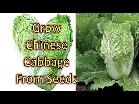 video-linktoworks-How to Grow Chinese Cabbage from Seeds? Grow Chinese...