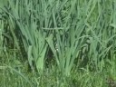 Los gamones eran una solución para la alimentación de los cerdos en el verano. Eran tiempos de racionamiento general, tanto para los humanos como para los animales. Encontrar un verano generoso en gamones era como asegurarse una buena matanza en navidad. Recuerdo que un día fui con mi abuela en pleno cenit del día a arrancarlos. Para un niño de mi edad era un trabajo tedioso, cansado y aburrido, pero había que hacerlo. No entendía bien por qué pero veía a mi abuela trabajar con ahínco, firmeza y voluntad. Parece como si estuviera ahí.  Era un valle a donde llegamos cruzando un bosque. El mundo alrededor se había quedado estático. No se movía ni una hoja de los árboles.  No corría ni un hálito de aire y el sol nos (me) doblaba, encogía y abrumaba. Parece que estoy escuchando el monótono, chirriante y aterrador sonido de las moscas y moscardones rompiendo el silencio del momento. En la tarde, mi padre, después de salir de la mina, se acercó a cargar los sacos llenos de gamones, con los cuales nosotros no podíamos, para llevarlos a casa. ¡Qué afortunados!. ¡Con qué suerte habíamos corrido!. Los cerdos tendrían comida asegurada por un tiempo. La naturaleza nos había regalado el maná. Con sus hojas largas y acanaladas solíamos hacer una especie de trenzas al rasgarlas en dos o más partes. Yo me había vuelto bastante hábil y me gustaba pasar algunos ratos doblándolas pacientemente en diagonal hasta convertirlas en una obra de arte.