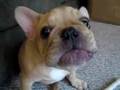 Ice Muncher - Maximus the French Bulldog