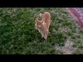 KITTY!