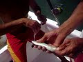 Preparando Carnada para Barracuda Troleando Preparando Carnada para Barracuda Troleando