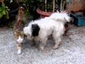 VOCI E VERSI DI ANIMALI