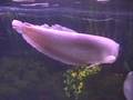 videos de Introducting Abner the Arowana and Tabitha the Retic