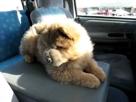 CHOW CHOW