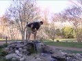 Georgetown Backflips