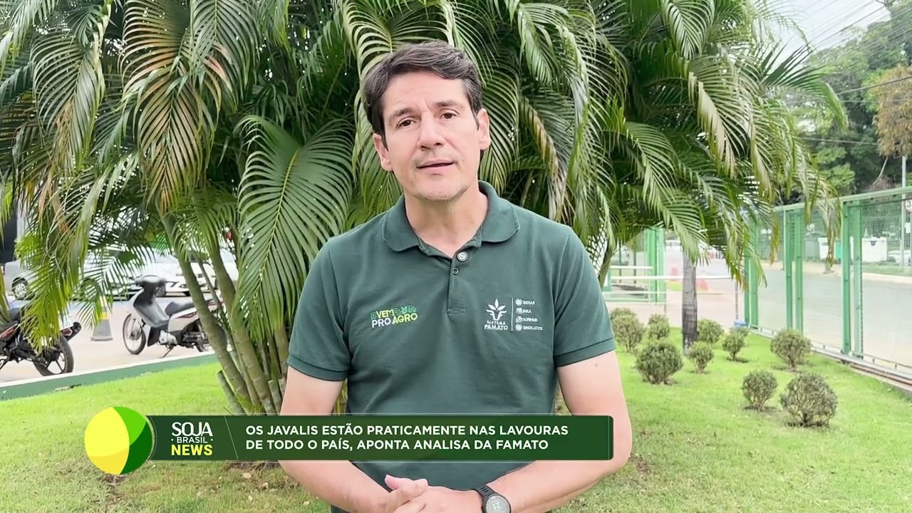 'Os javalis estão por todo o Brasil e são cada vez mais vistos onde há soja', diz analista da Famato