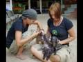 videos de Bonzo and his sense of charity, part 4, DRCS Samui, Thailand