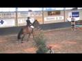 6 yo wb mare, 4ft3