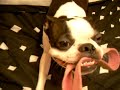 jacky the crazy frog-dog haha jacky the crazy frog-dog haha
