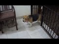 Click here to watch this video beagle opening the door