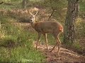 Roe deer fighting [Veluwe]
