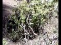 Mariposa Monarca Sierra Chincua Angangueo Michoacan