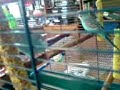 Budgerigar Frida goe´s crazy Budgerigar Frida goe´s crazy