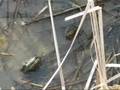 videos de No Time to Lose - wetlands documentary