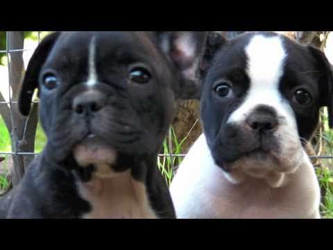 bulldog frances