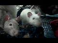 Click here to watch this video TIGR Girls in the RUUD cage