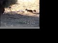 Ground Squirrels Repel Gopher Snake