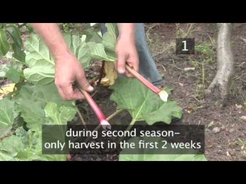 how to collect rhubarb