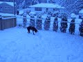 neopolitan mastiff in snow