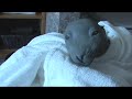 Re: talking animals, talking dogs, etc...our seal talks too