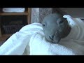 Re: talking animals, talking dogs, etc...our seal talks too