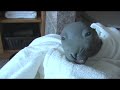 Re: talking animals, talking dogs, etc...our seal talks too