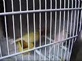 VIDEO DE MES CANARIS VIDEO DE MES CANARIS