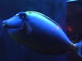 2-2beautifulfish tank china japan saltwater san francisco