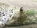 Karula 01-dez-08 Karula 01-dez-08