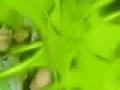 videos de The Jonas Brothers