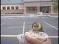 Sonic - Free Flight Conure (Part 1)