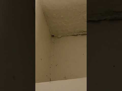 Best Western Plus Yacht Harbor Inn - Unhealthy Rooms - MOLD