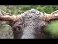 Elgjakt med hund, st�los p� kjempeokse.