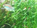 Funny rummynose tetra