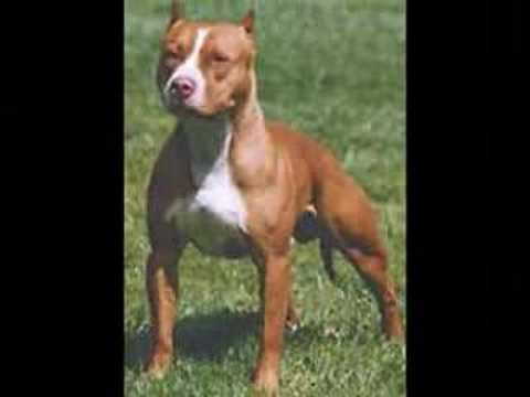 pitbull croisé rottweiler
