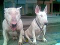 rottweiler  bull terrier  pit  bull
