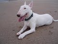 rottweiler  bull terrier  pit  bull