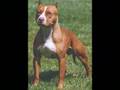 ROTTWEILER BULL TERRIER PIT BULL