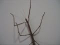 Stick Insect Dancing