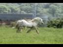 Coates Gypsy Stallions Coates Gypsy Stallions