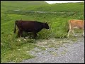 The Georgian Military Road: Gudauri-Jvari pass-Dariali gorge