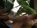 A living Dinosaur in my living room