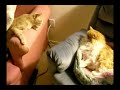 Cat fights