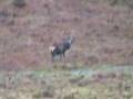 Major Red Deer spotting..