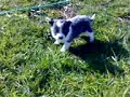 Month Old Puppies 5