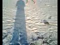 Seaweed Monster Part 5 (READ DESCRIPTION)