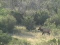 Flying Z 5x5 showing signs