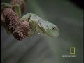 South American Centipede