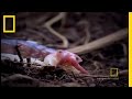 South American Centipede