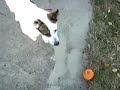 Rocky and the Petsafe Electric Fence